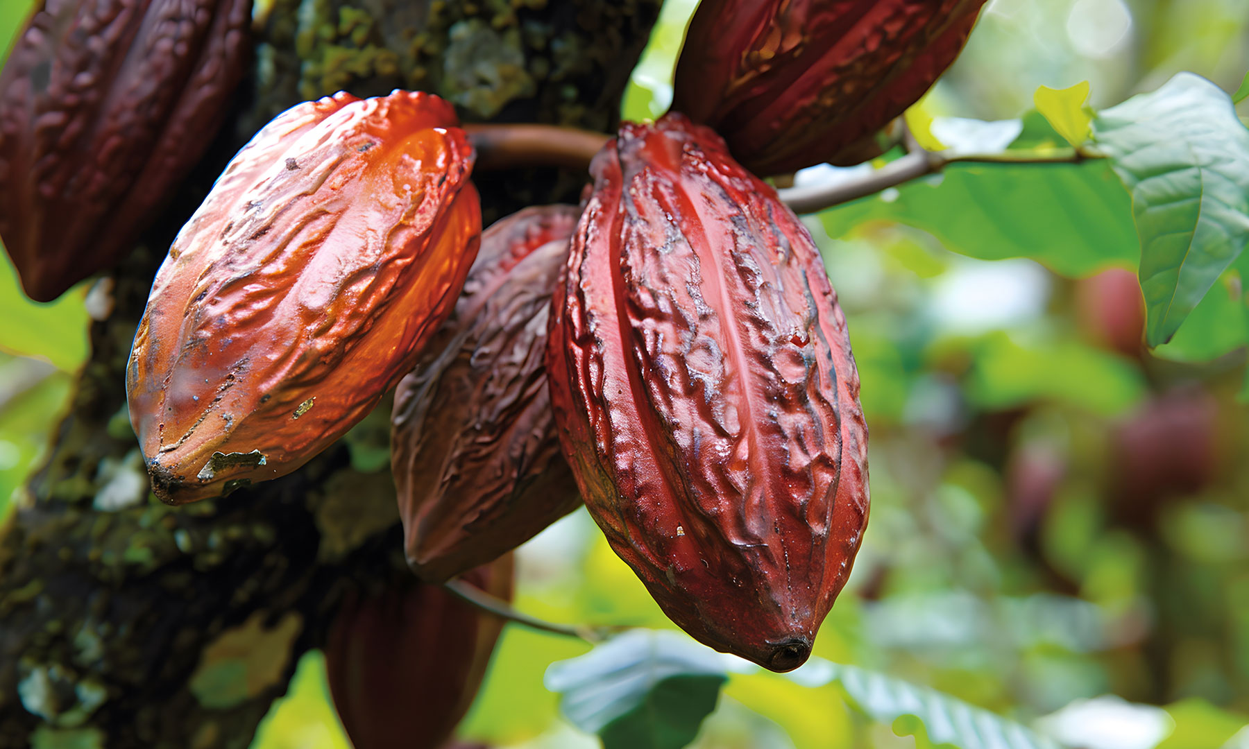 Ezta Agro | Natural, Safe and Healthy Cocoa Products & Gluten-Free Products